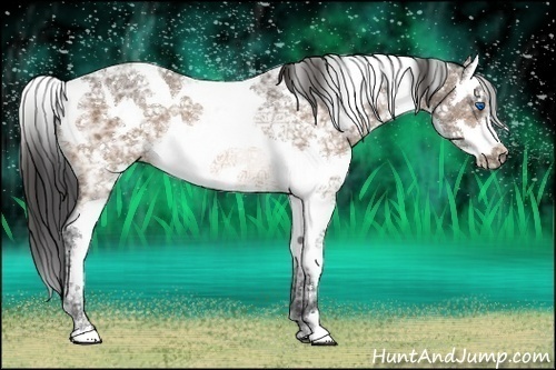 Horse Color:Bay Ice Sabino Splash Rabicano 