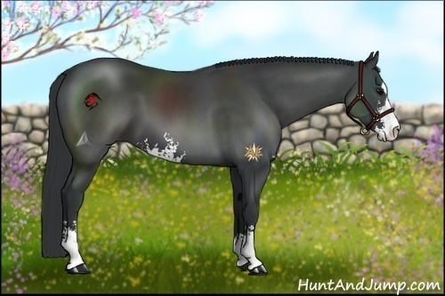 Horse Color:Black Sabino