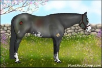 Horse Color:Black Sabino