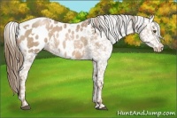 Horse Color:White Spotted Liver Chestnut Pearl Blanket