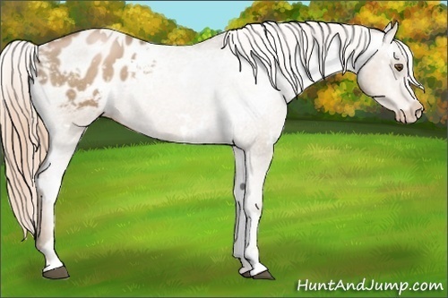 Horse Color:White Spotted Liver Chestnut Pearl Sabino Appaloosa