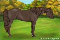 Horse Color:Liver Chestnut