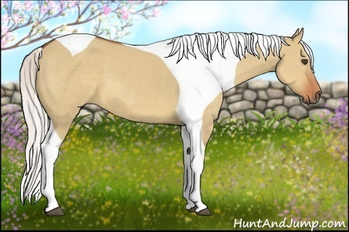 Horse Color:Silver Bay Dun Tobiano Frame 