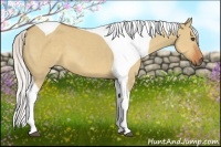 Horse Color:Silver Bay Dun Tobiano Frame 