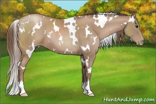 Horse Color:White Spotted Black Pearl 