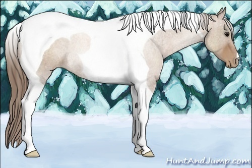 Horse Color:Black Pearl Tobiano Rabicano