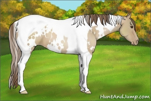 Horse Color:White Spotted Grullo Pearl Tobiano