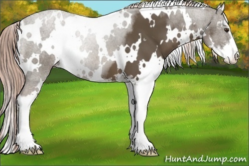 Horse Color:White Spotted Chocolate Palomino Sabino