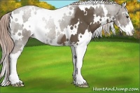 Horse Color:White Spotted Chocolate Palomino Sabino 