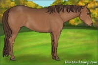Horse Color:Liver Chestnut 