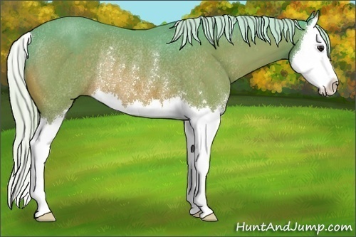 Horse Color:Watercolor Silver Bay Sabino Splash Rabicano 
