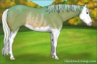 Horse Color:Watercolor Silver Bay Sabino Splash Rabicano 