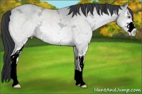 Horse Color:Amber Champagne Chinchilla Ice Sabino 