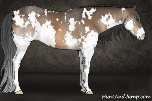 Horse Color:White Spotted Bay Splash