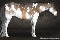 Horse Color:White Spotted Bay Splash 