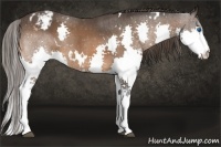 Horse Color:White Spotted Bay Splash Appaloosa 