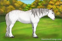 Horse Color:White Spotted Bay Appaloosa Rabicano and White Spotted Silver Bay Splash Rabicano