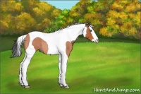 Horse Color:Bay Roan Splash Tobiano Rabicano