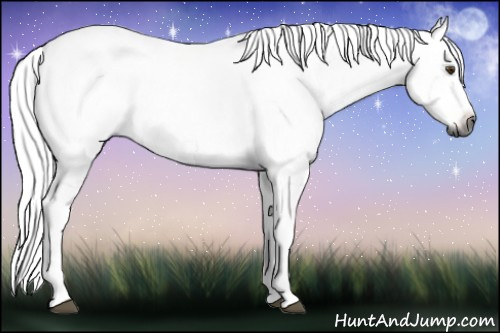 Horse Color:Gray Bay Splash Frame 