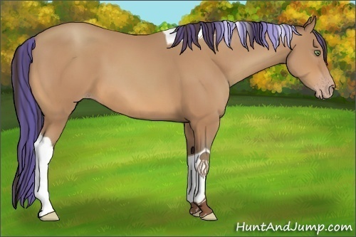 Horse Color:Painted Amber Champagne Tobiano 