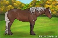 Horse Color:Silver Bay Sabino Rabicano 