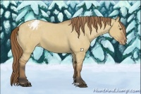 Horse Color:Buckskin Dun Appaloosa 