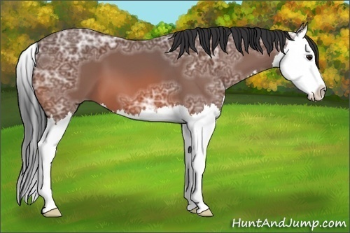 Horse Color:Bay Ice Splash 
