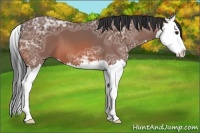 Horse Color:Bay Ice Splash 