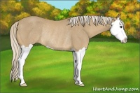 Horse Color:Palomino Splash Rabicano 