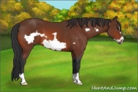 Horse Color:Bay Frame