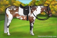 Horse Color:White Spotted Bay 