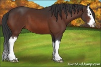 Horse Color:Bay Sabino Splash 