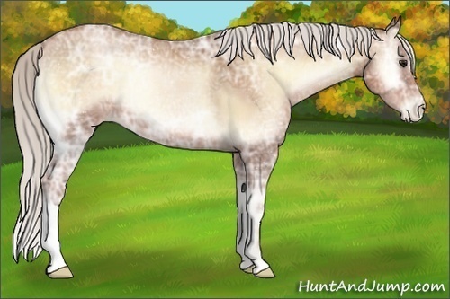 Horse Color:Silver Bay Ice Pearl Onyx