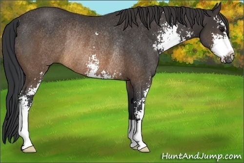 Horse Color:Buckskin Sabino Rabicano 
