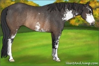 Horse Color:Buckskin Sabino Rabicano