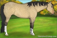 Horse Color:Buckskin Dun 