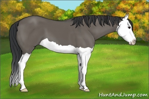 Horse Color:Grullo Splash