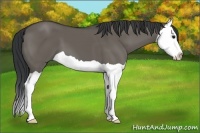 Horse Color:Grullo Splash 