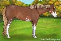 Horse Color:Red Roan Sabino 