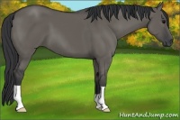Horse Color:Grullo