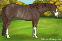 Horse Color:Liver Chestnut Sabino Rabicano 