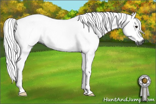 Horse Color:Gray Bay 