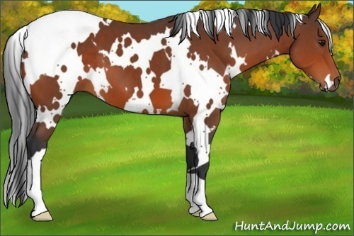 Horse Color:White Spotted Bay 