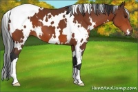 Horse Color:White Spotted Bay