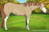 Horse Color:Red Dun Sabino 