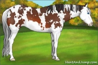 Horse Color:White Spotted Bay Splash