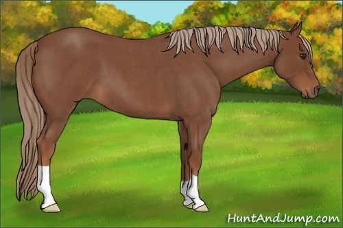 Horse Color:Red Roan 