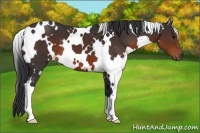 Horse Color:White Spotted Brown 