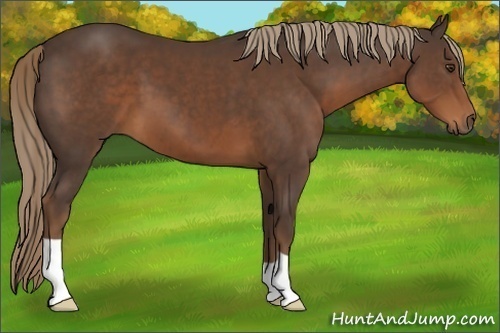 Horse Color:Liver Chestnut 