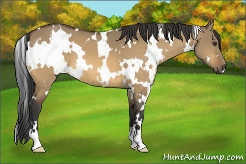 Horse Color:White Spotted Buckskin Dun 